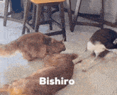 two cats and a dog are playing on the floor with the name bishiro written on the bottom .