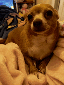 a small brown and white dog laying on a bed with a pink blanket