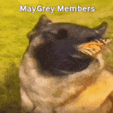Maygrey GIF - Maygrey GIFs