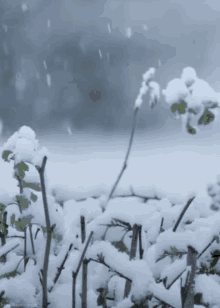 Snow From Http://Headlikeanorange.Tumblr.Com/ GIF