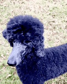 Standard Poodle Poodle GIF - Standard Poodle Poodle Dogs GIFs