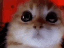 Cat Angry GIF - Cat Angry Shit GIFs