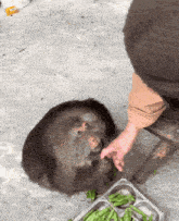 a monkey is being fed by a person while laying on the ground