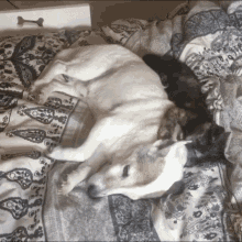 Cat Dog GIF - Cat Dog Annoying GIFs