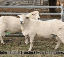 International Livestock Export Companies Cow GIF - International Livestock Export Companies Cow GIFs