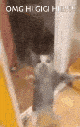 a gray and white cat is standing in a doorway and looking at the camera .