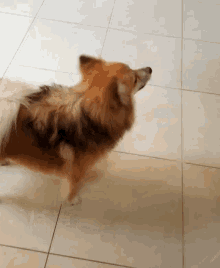 a small brown dog is standing on a tile floor