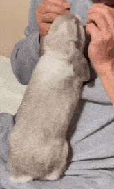 a person is petting a gray cat on their lap