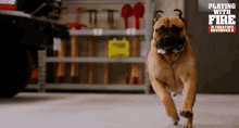 Dog Running Excited GIF