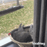 Cuddling Cat GIF - Cuddling Cat Viralhog GIFs