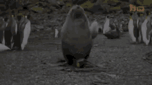 Seal Penguin GIF - GIFs