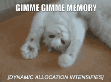 Cats Dynamic Allocation GIF - Cats Dynamic Allocation Programming GIFs
