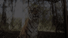 tiger tiger