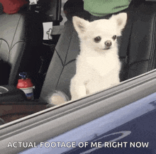 a small white dog is sitting in the back seat of a car and looking out the window with the caption actual footage of me right now