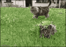 Cat Scared GIF - Cat Scared Surprised GIFs