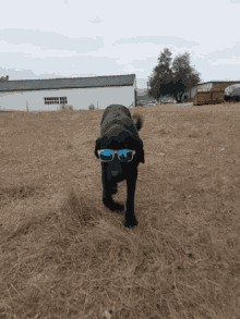 Castrolaboreiro Dog GIF