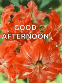 Good Afternoon Flowers GIF - Good Afternoon Flowers Greetings GIFs