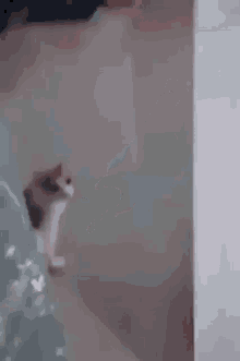 a cat is walking on a white carpet in a living room .