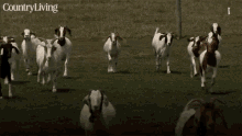 goat running free herd field