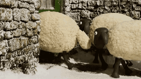 a group of sheep are standing next to each other in the snow