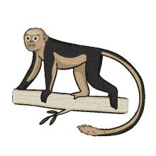 nosed monkey