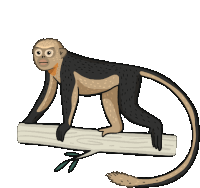 Monkey Tonkin Snub Nosed Monkey Sticker - Monkey Tonkin Snub Nosed Monkey Stickers