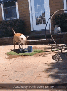 Almost Dog GIF - Almost Dog Thirsty GIFs
