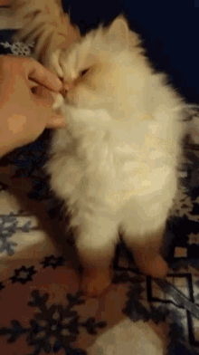 Gizmo Cat GIF - Gizmo Cat Nudge GIFs