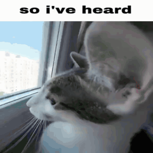 hmm cat meme  Cat memes, Cat profile, Cute cats