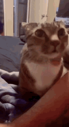 Funny Cat GIF - Funny Cat Asking GIFs