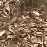 a snake is walking through a pile of leaves on the ground .