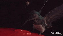 A Honey Bee Collides With A Hummingbird Viralhog GIF - A Honey Bee Collides With A Hummingbird Honey Bee Hummingbird GIFs