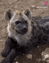 Hyena Ears GIF