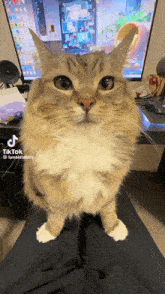 a cat is sitting on someone 's lap with a computer monitor in the background and a tiktok video of it