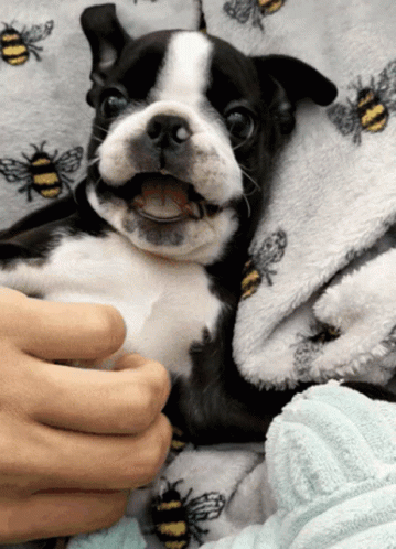 Cute Puppy GIF - Cute Puppy Doggo - Discover & Share GIFs