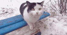 Its Cold Snow GIF - Its Cold Snow Meow GIFs