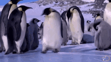 Penguin Slip GIF
