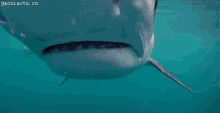 Shark Eaten GIF - Shark Eaten Sharks GIFs