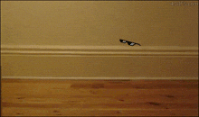 Deal With It Cat GIF - Deal With It Cat Pixel Sun Glasses GIFs