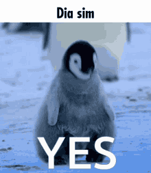 pinguim yes penguin dia sim tromba trem