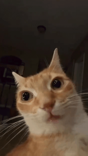 Orange Cat Stare GIF - Orange cat stare - Discover & Share GIFs