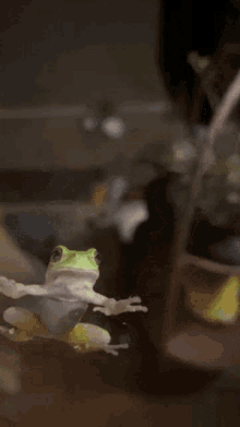 Awkward Uncomfortable GIF - Awkward Uncomfortable Frog GIFs