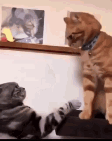 GIF