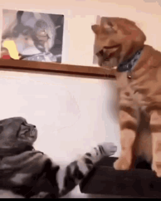 Funnyanimals Funnycat GIF - FunnyAnimals FunnyCat StepForward - Discover &  Share GIFs