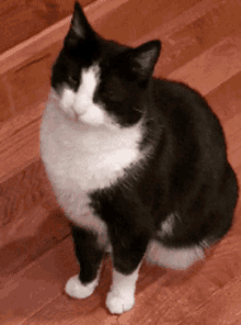 Tuxedo Cat Smh GIF