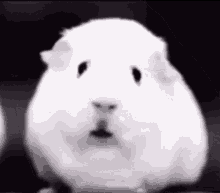 Hamster Frightened GIF - Hamster Frightened Reddit GIFs