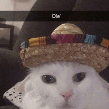 Mexian Cat Meme GIF