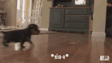 ดัชชุน ย่อง GIF - Dachshund Tiptoe Puppy GIFs