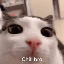 Chillbro Cat GIF - Chillbro Cat котик GIFs