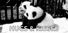 Pandita Pandas Bebes GIF - Pandita Pandas Bebes GIFs